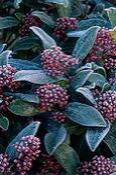 62173-skimmia1-175-d0000473E6701c0e61577.jpg