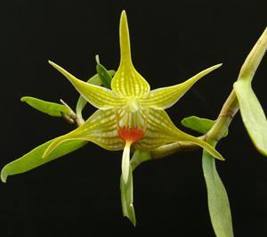 Orchidea és Bromélia Kiállítás 