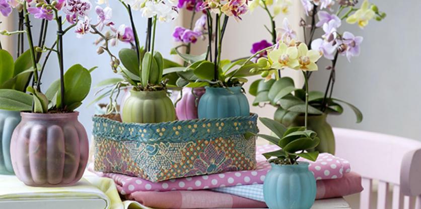 Végre kiderült, milyen gyakran kell átültetni az orchideát