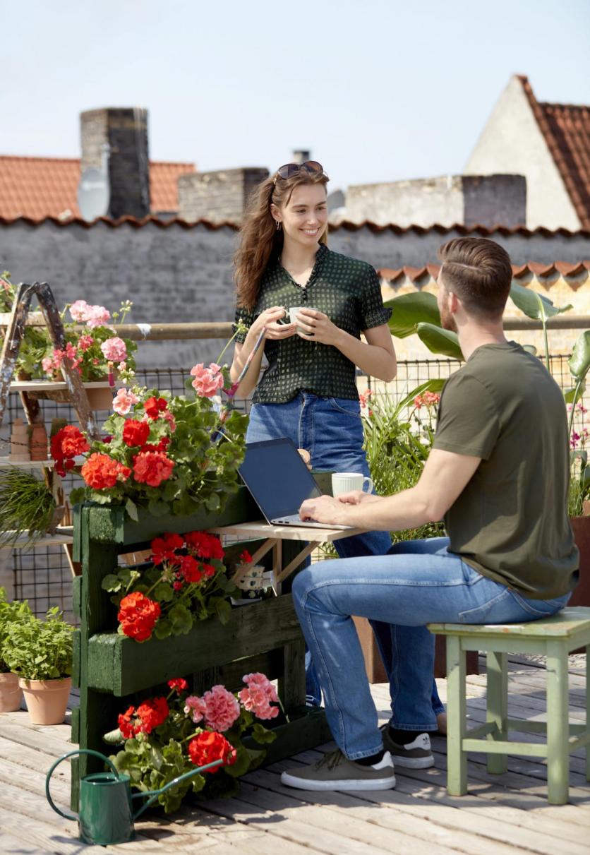 muskátli, kert, balkon, kertészkedés, Pelargonium for Europe, virágok, terasz, ültetés