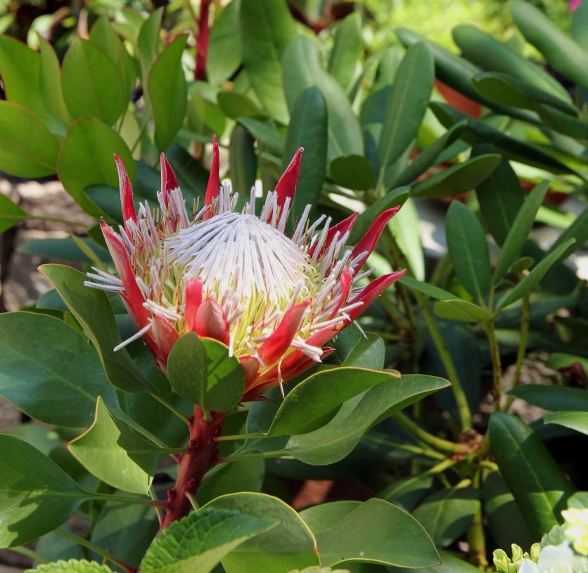 növény, protea, mediterrán