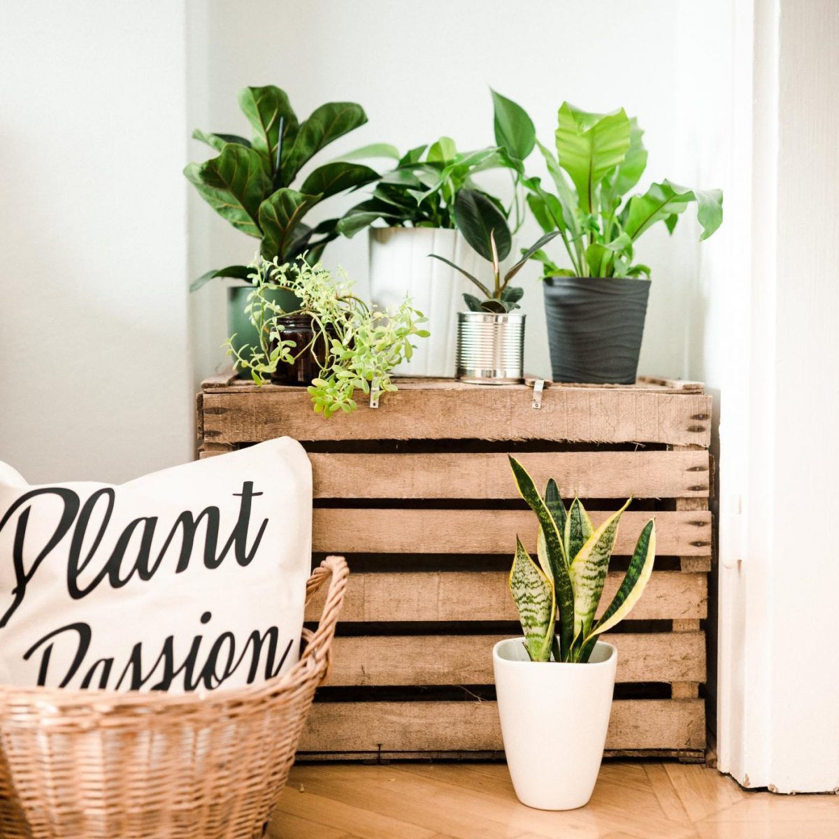 egy csepp inspiráció urban jungle növény
