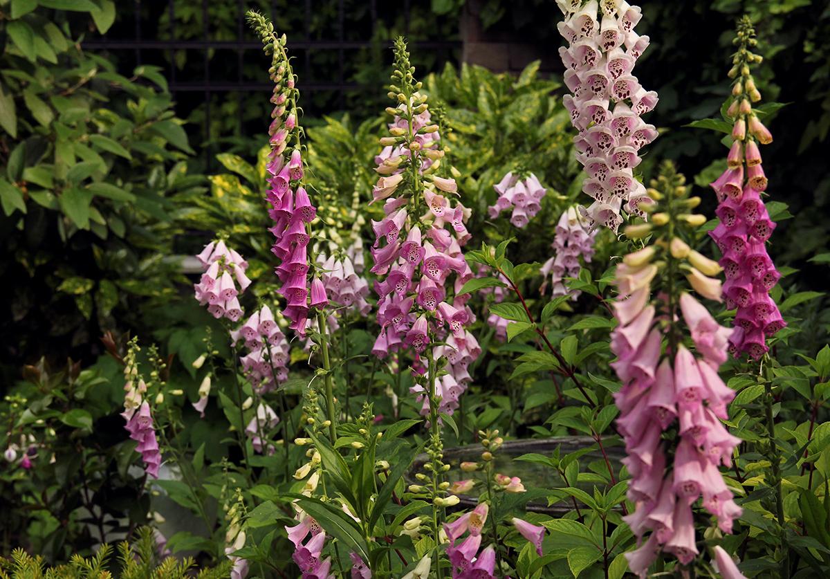 mérgező virágok Digitalis purpurea