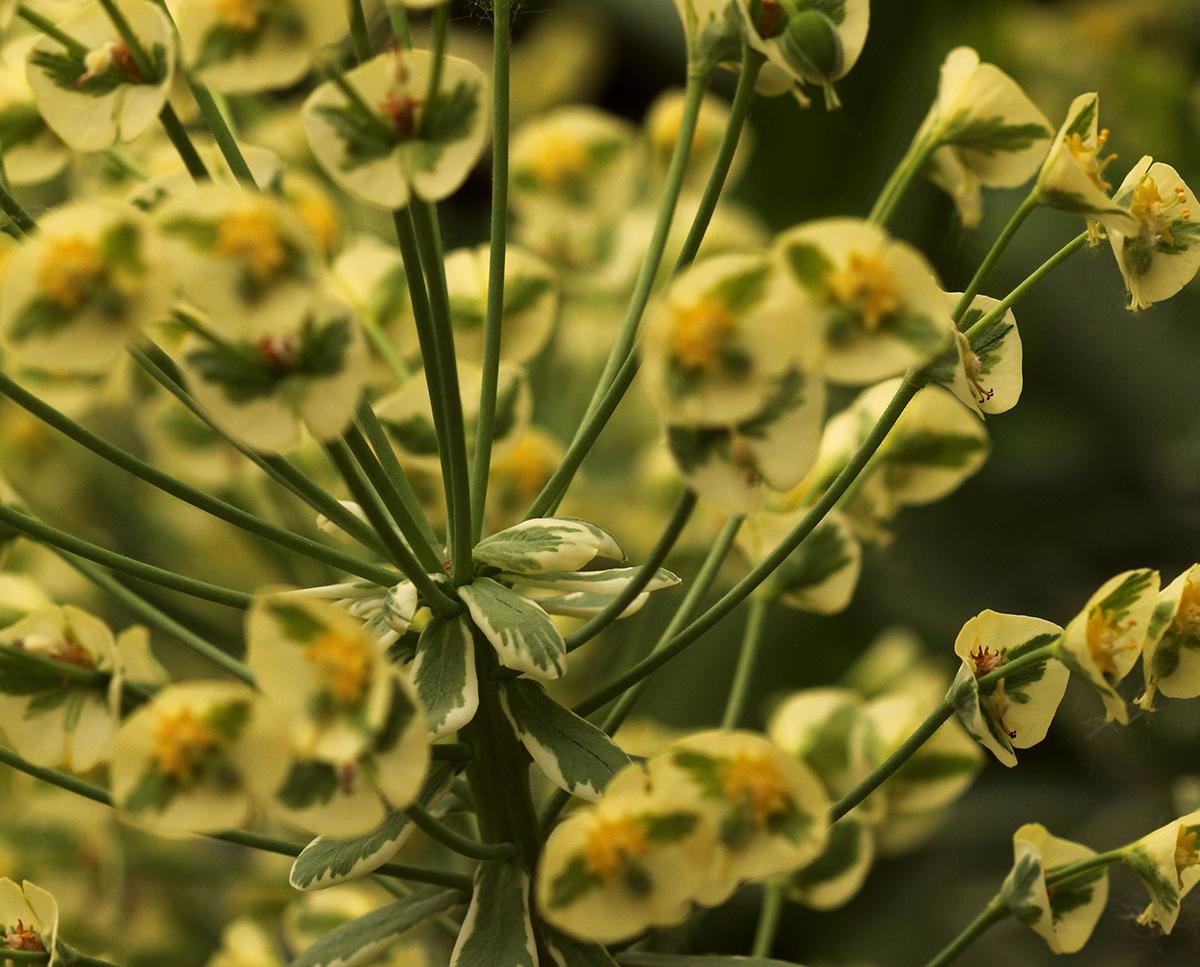 mérgező növények euphorbia