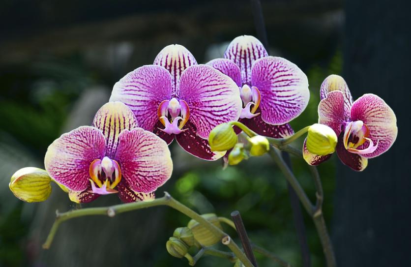 orchidea ápolása