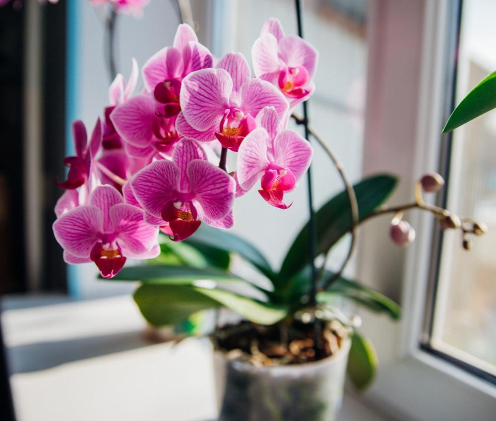 orchideát