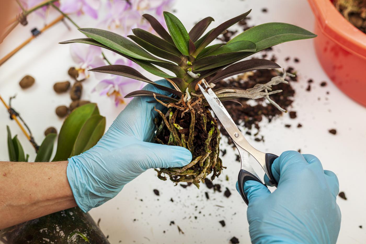 orchideának
