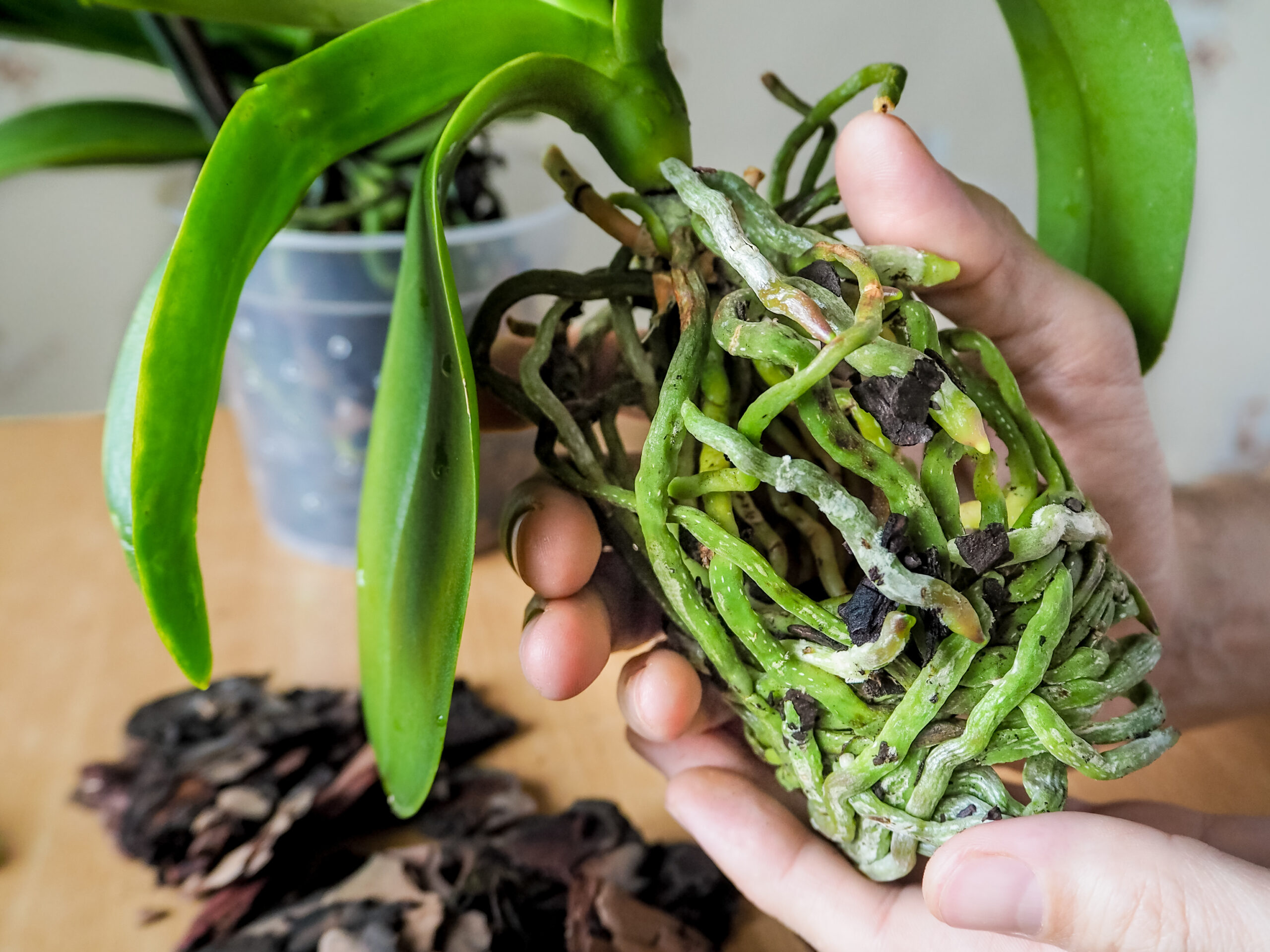 orchideát